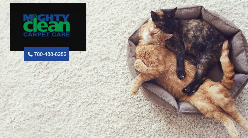 Valuable Carpet Cleaning Facts no One told you about Mighty Clean